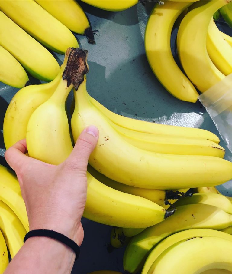 pisang, kenapa pisang melengkung, kenapa pisang bengkok, titipku