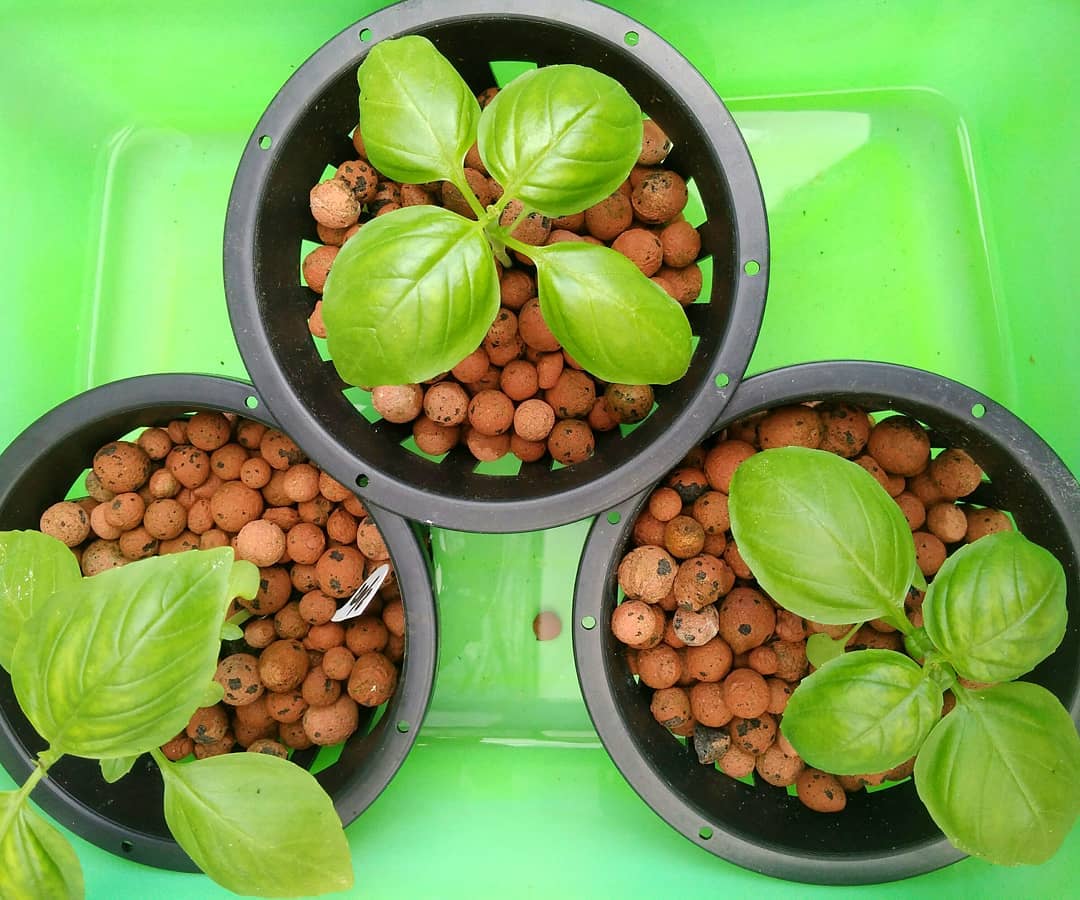 Perbedaan Daun Basil Dan Kemangi Sekilas Mirip Tapi Ternyata Beda