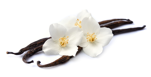 perbedaan vanili dan vanila, apa perbedaan penggunaan vanilla bean asli dengan vanilla essence, beda vanili dan vanila, jenis produk vanili, macam produk vanili, jenis produk vanilla, macam produk vanilla, cara menanam vanilla, cara menanam vanili