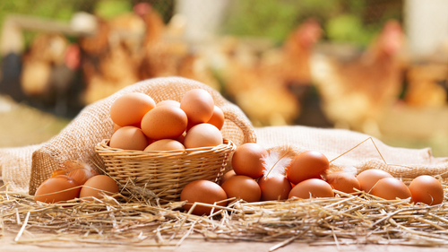 Memilih telur ayam, tips memilih telur ayam, cara memilih telur ayam, memilih telur yang berkualitas