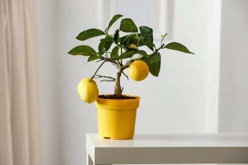 tanaman buah yang bisa ditanam dalam pot seperti lemon